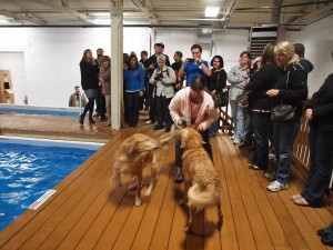 Inside the Dog Swim Center