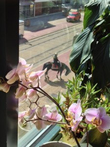 Spring arrived late In Buffalo this year, which makes my blossoming orchid framing downtown's mounted police even sweeter.