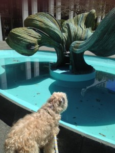Taking Kolby, my sister's Wheaten Terrier, for a walk in downtown Buffalo on a glorious Saturday afternoon.  Here he is enamored with Bertoia's fanciful fountain and sculpture in Yamasaki's M&T Bank Plaza.