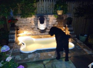 Finley, the Barbet, checking out his new bone-shaped pool by night.  