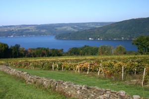 One of the many vineyards dotting the Finger Lakes.